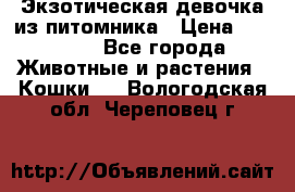 Экзотическая девочка из питомника › Цена ­ 25 000 - Все города Животные и растения » Кошки   . Вологодская обл.,Череповец г.